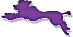 Purple Poodle